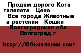  Продам дорого Кота-телепата › Цена ­ 4 500 000 - Все города Животные и растения » Кошки   . Волгоградская обл.,Волгоград г.